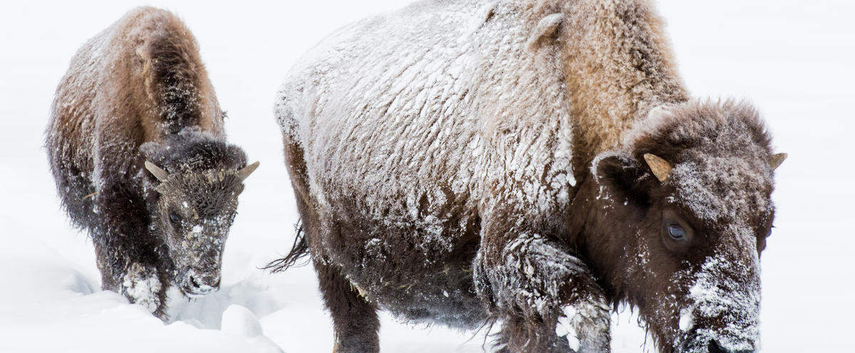 Amerikanischer Bison mit Kalb im Schnee © Bruce Flareau