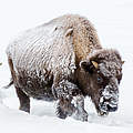 Amerikanischer Bison mit Kalb im Schnee © Bruce Flareau
