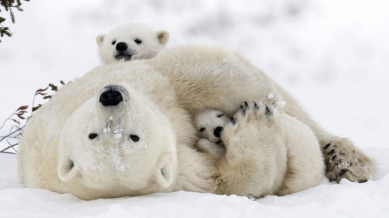 Eisbärfamilie © Debra Garside