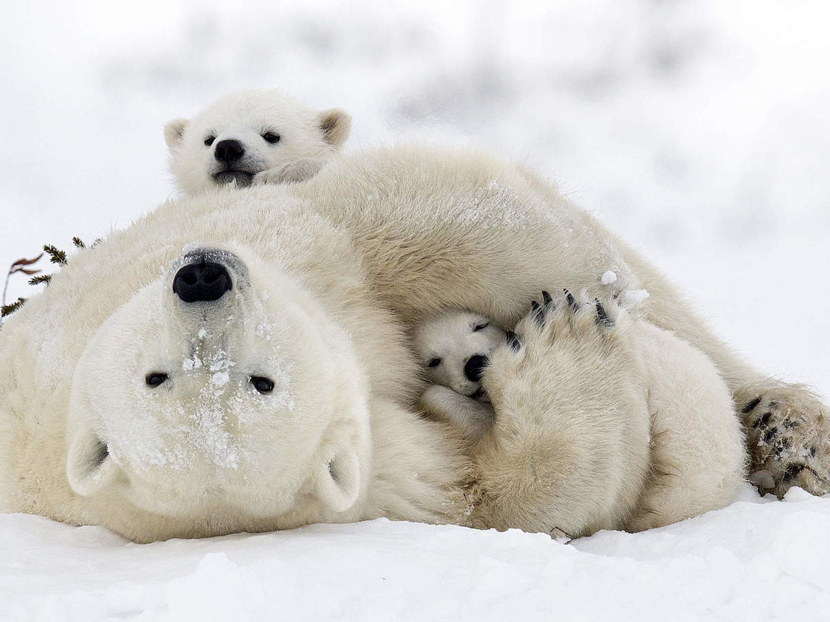 Eisbaeren Familie Arktis Baer Tiere Eis Nordpol Natur Poster 0202 Postereck