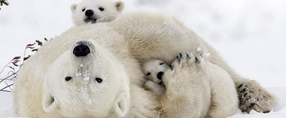 Eisbärfamilie © Debra Garside