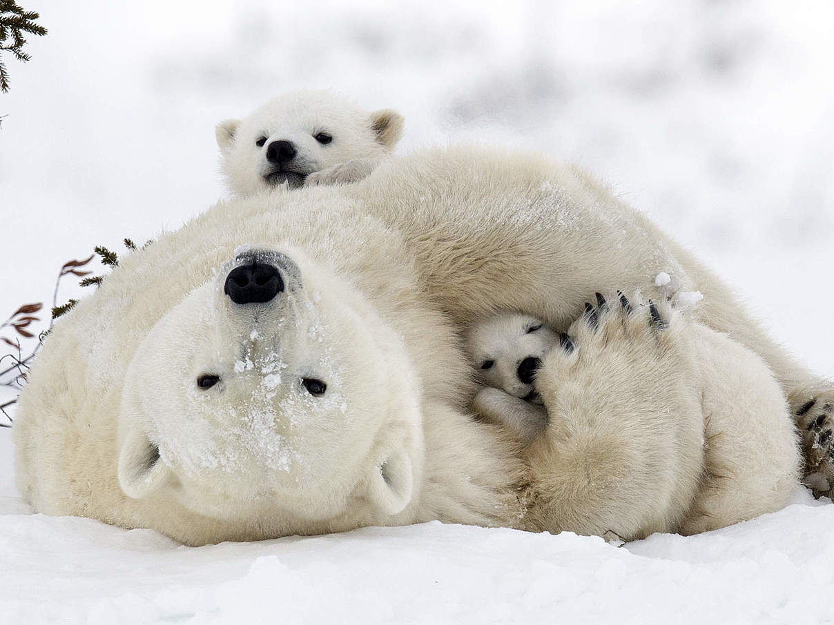Die Eisbärinnen müssen ihre Jungen durchbringen © Debra Garside