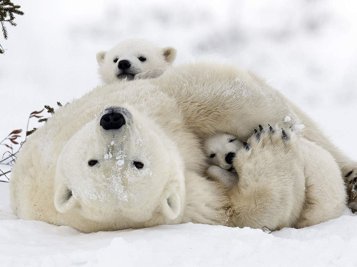 Eisbärfamilie © Debra Garside Eisbärfamilie © Debra Garside
