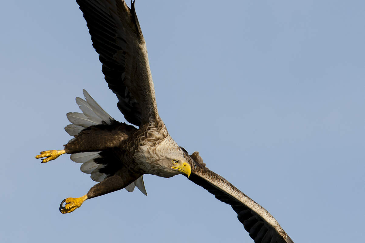 Fliegender Seeadler © Ralph Frank / WWF