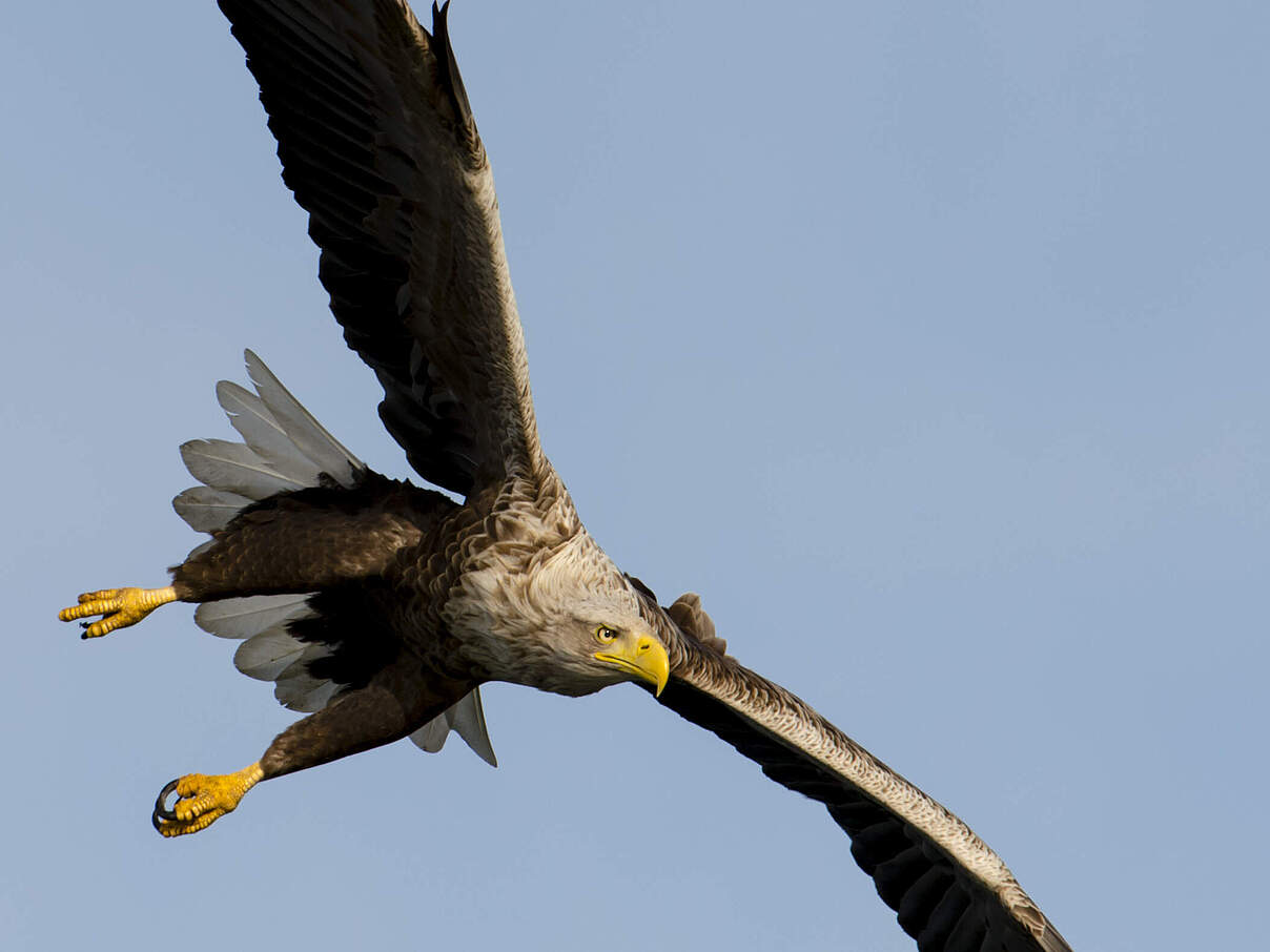 Fliegender Seeadler © Ralph Frank / WWF