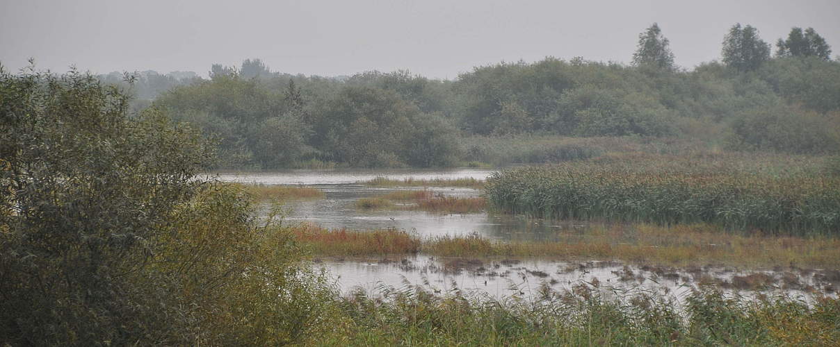 Flusslandschaft Ems © Claudia Stocksieker / WWF