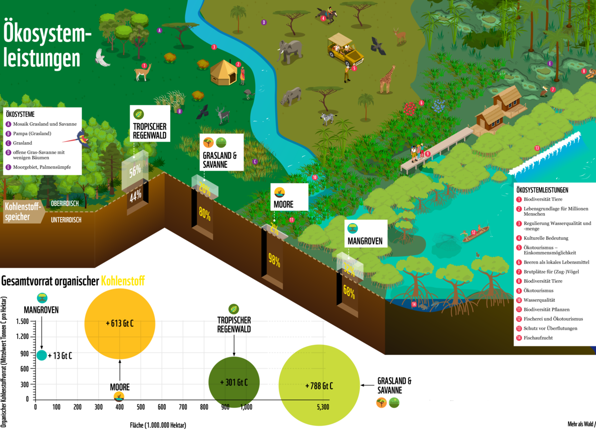 Abbildung der Ökosystemleistungen von Mangroven, Mooren, Grasländern und Savannen sowie tropischen Regenwäldern. © WWF