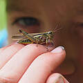 Grashüpfer auf der Hand eines Kindes