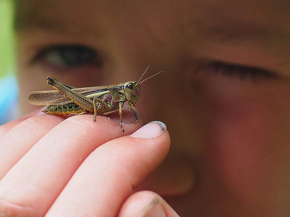 Grashüpfer auf der Hand eines Kindes