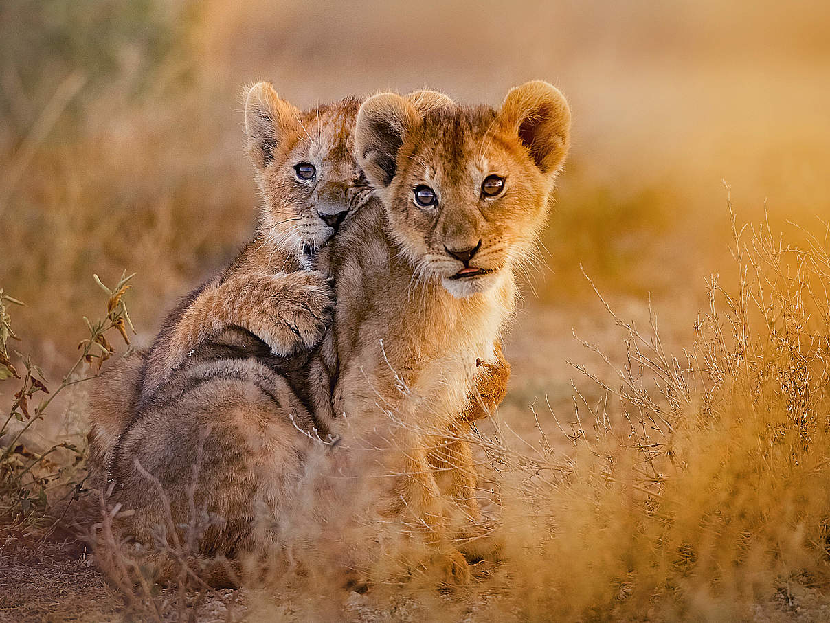 Junge Löwen © Shutterstock / Theodore Mattas / WWF-Sweden