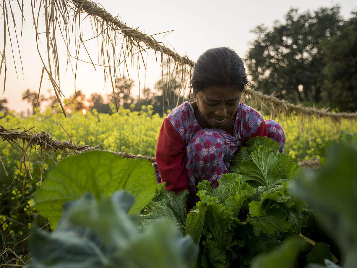 Nachhaltige Landwirtschaft in Nepal © James Morgan / WWF-US