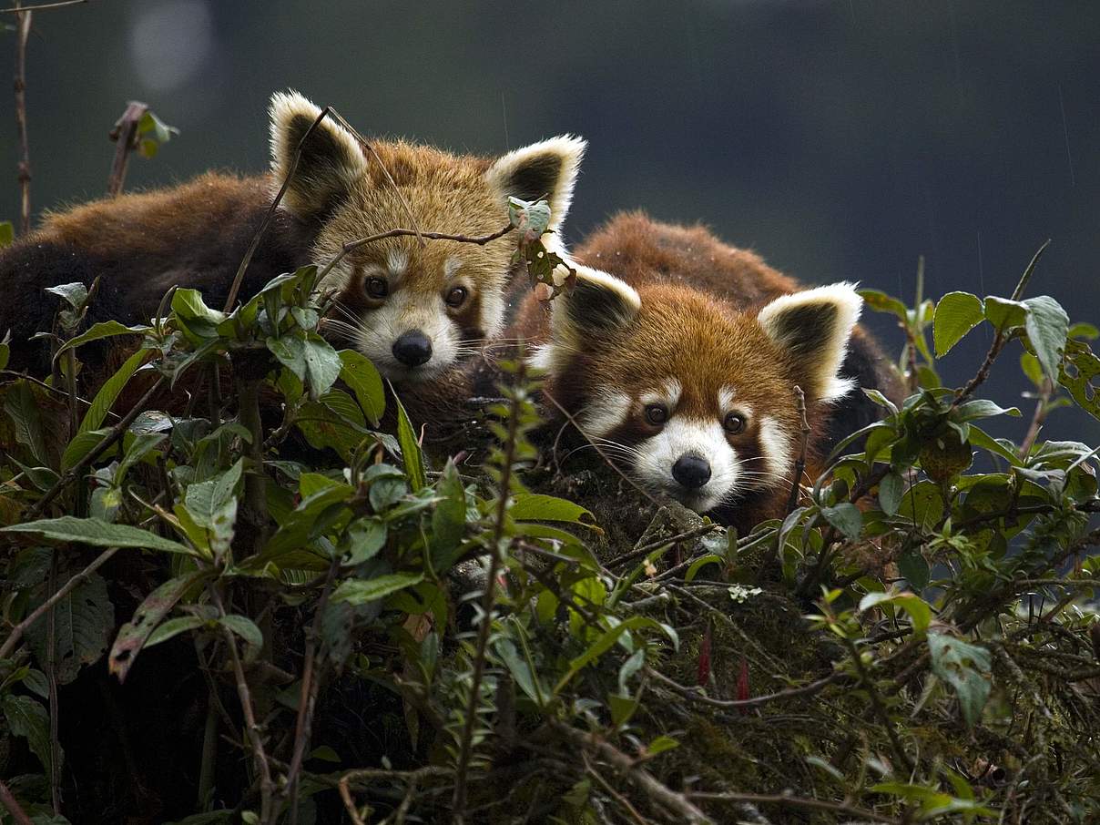 Roter Panda in Indien © Axel Gebauer / WWF