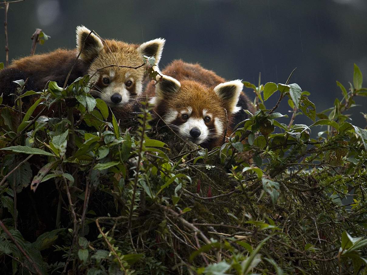 Roter Panda in Indien © Axel Gebauer / WWF