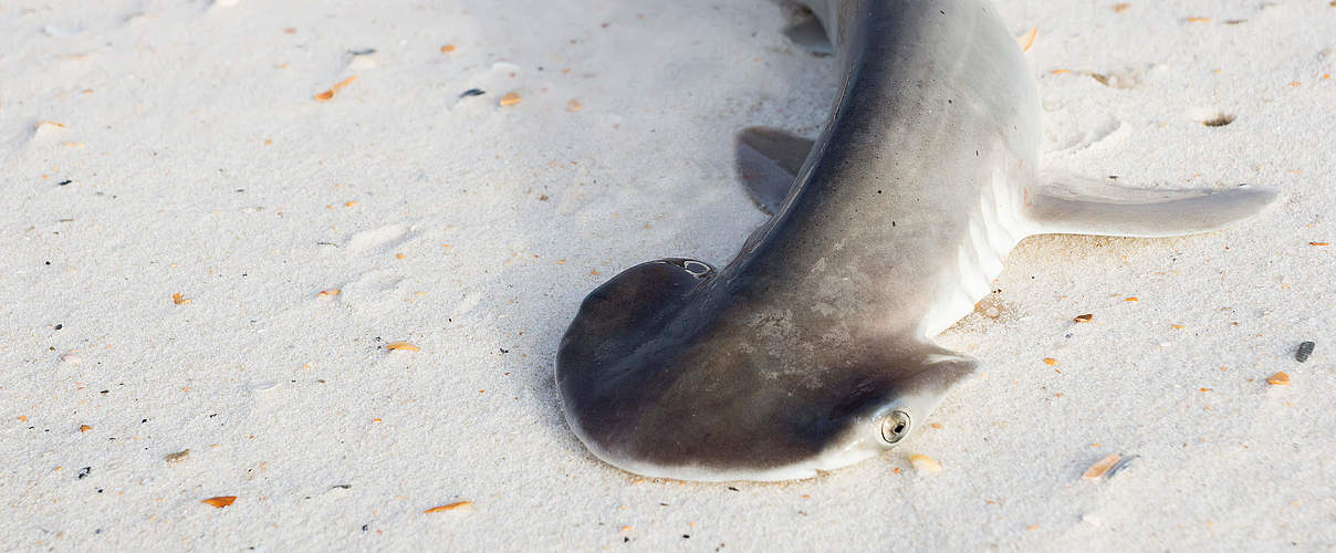 Neu entdeckter Hammerhai © irin717 / iStock / Getty Images Plus