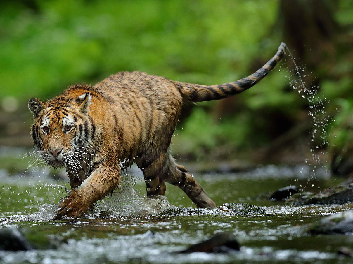 Sibirischer Tiger © GettyImages / Ondrej Prosicky