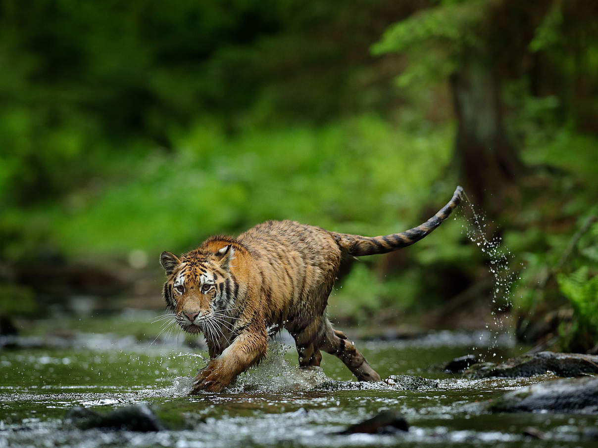 Sibirischer Tiger © GettyImages / Ondrej Prosicky