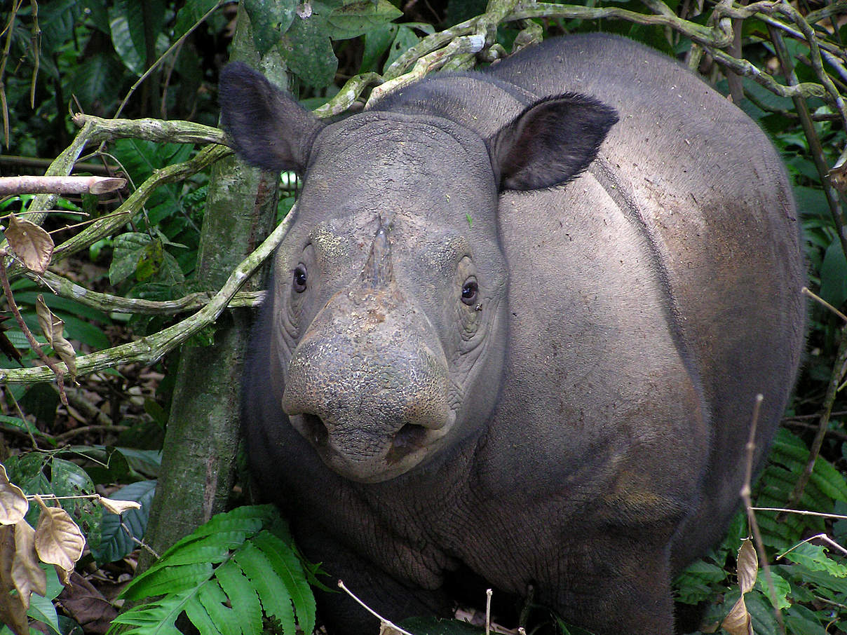 Das Sumatra-Nashorn © Gert Polet / WWF Indonesien