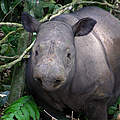 Das Sumatra-Nashorn © Gert Polet / WWF Indonesien