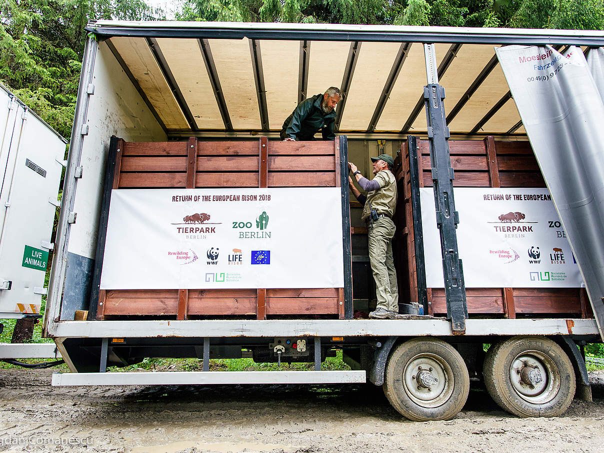 Container mit Wisent © Bogdan Comanescu