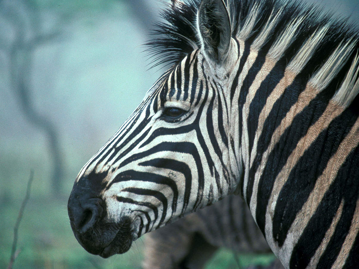Zebra © Sandra Mbanefo Obiago / WWF