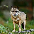 Wolf © iStock / Getty Images