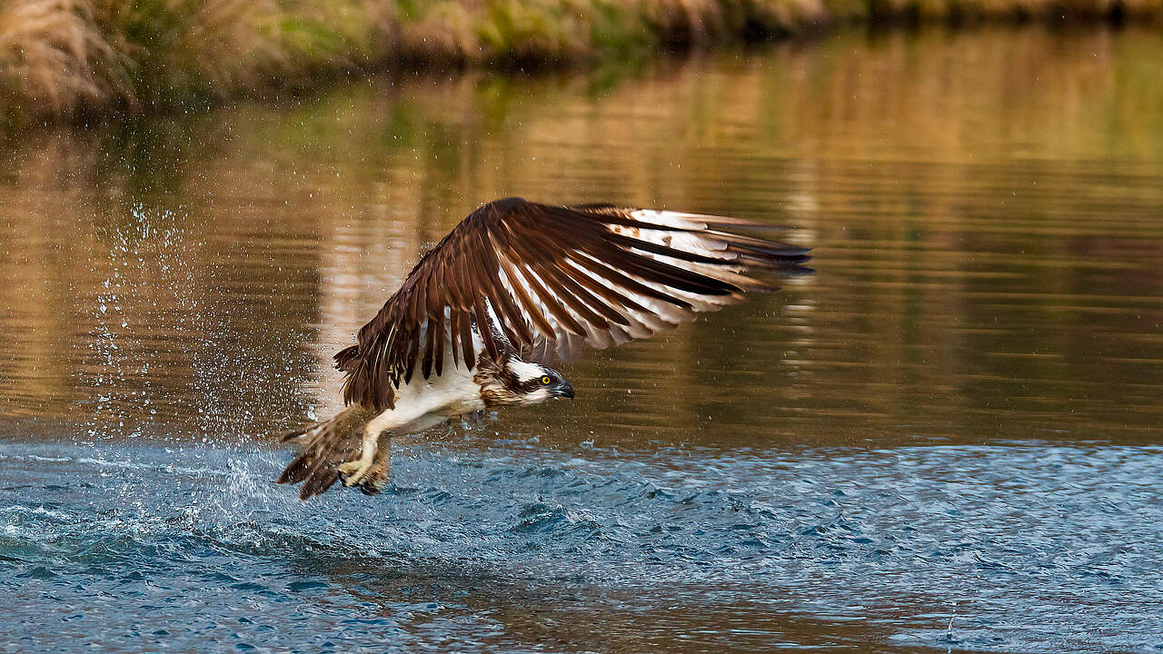 Fischadler © Peter Ibe