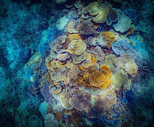 Korallen vor Heron Island in Australien © Laura Puk / WWF