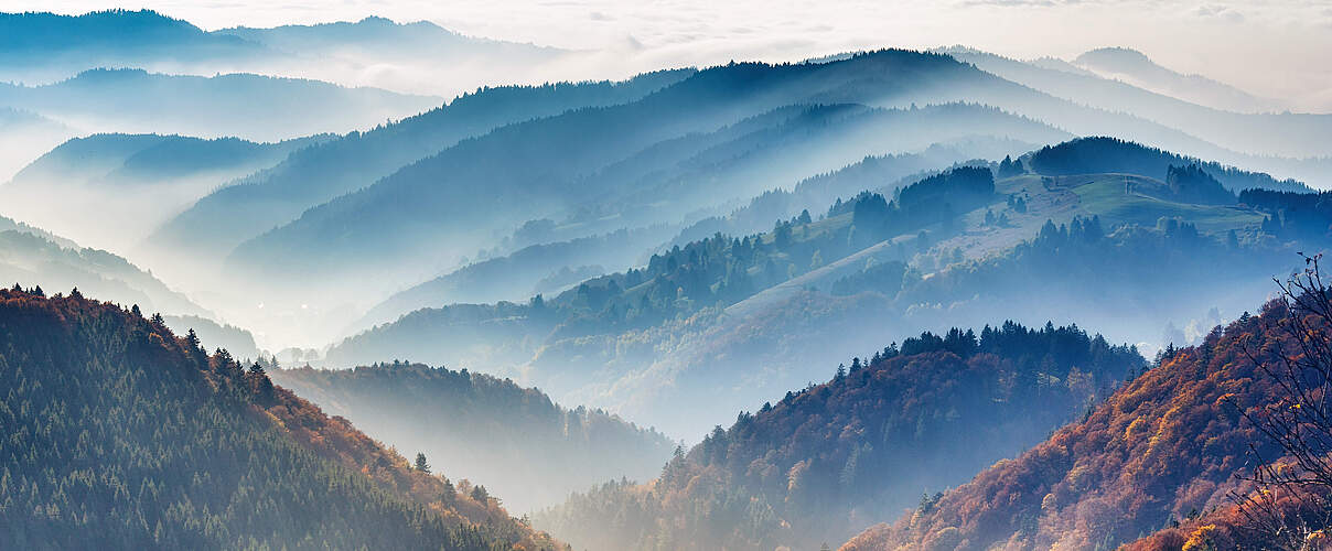 Schwarzwald 