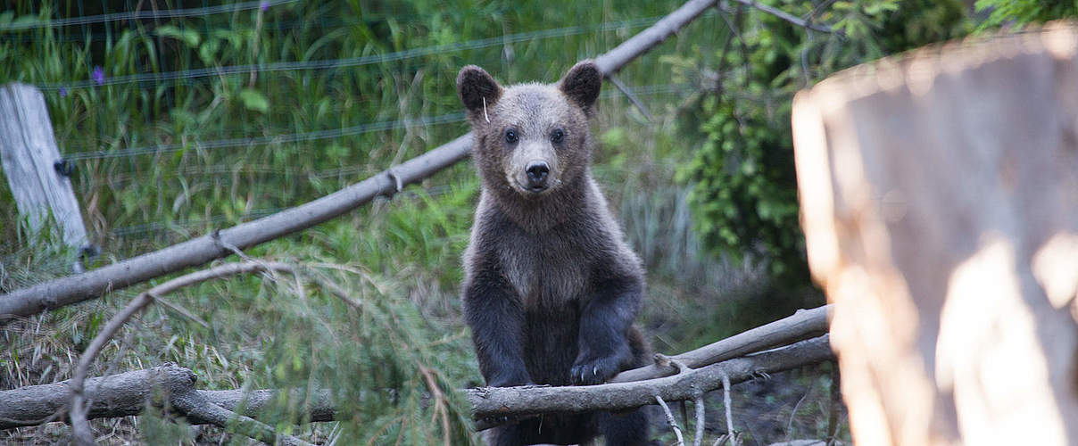 Braunbärchen im Gehege © WWF Rumänien