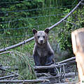 Braunbärchen im Gehege © WWF Rumänien