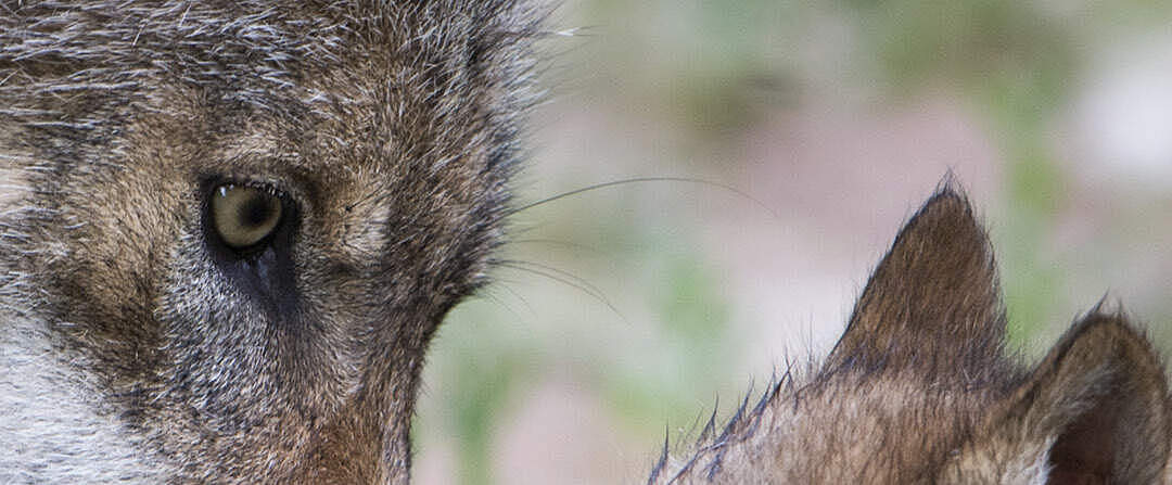 Hintergrundbild zu Ihrer Wolf-Patenschaft © Ralph Frank / WWF