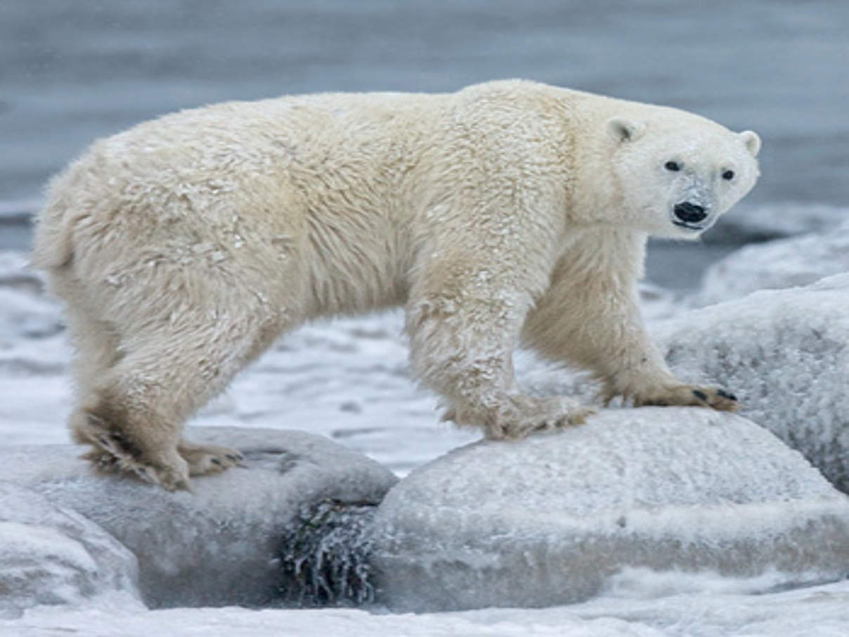 Eisbär © Michael Poliza / WWF
