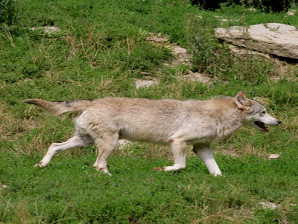 350 Europaeischer Wolf c Andreas Eistert WWF