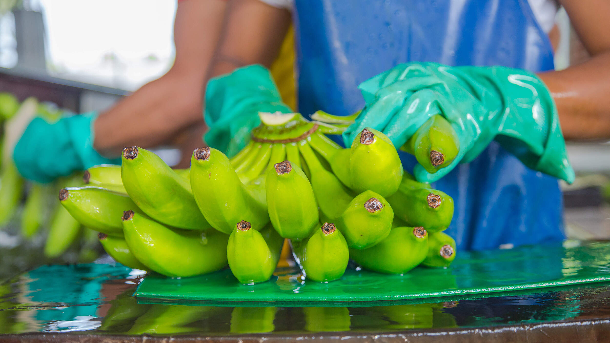 Bananen in der Verarbeitung