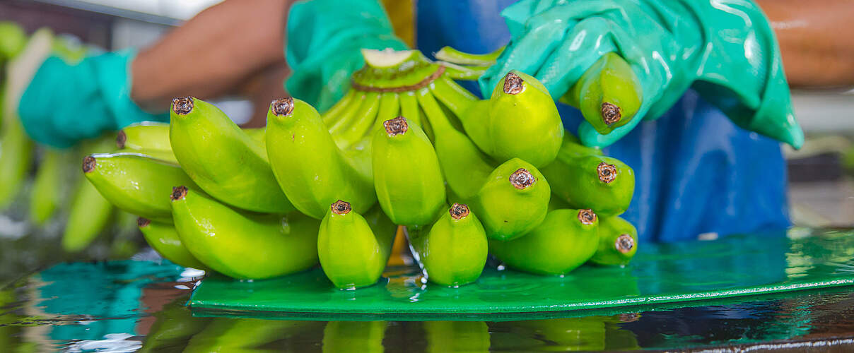 Bananen in der Verarbeitung