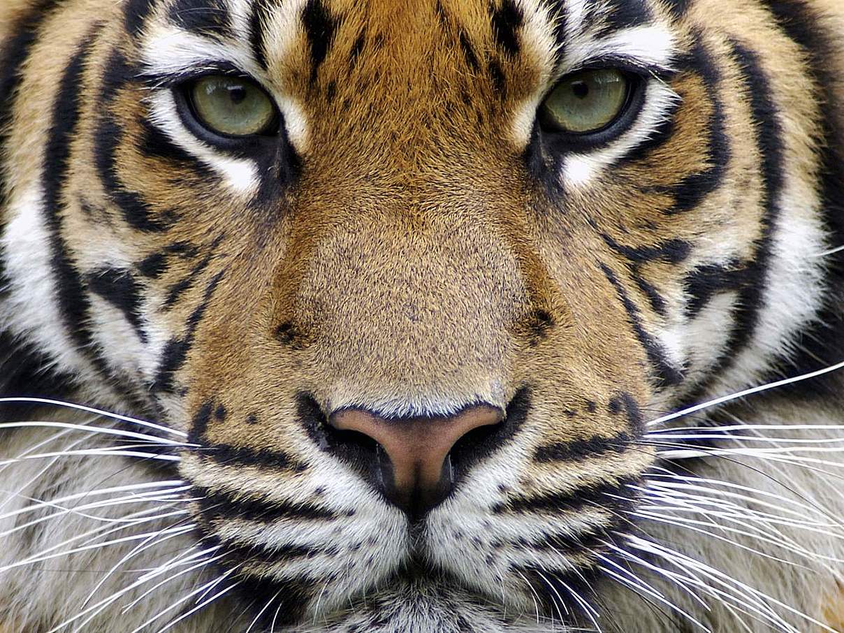 Stopp Wilderei weltweit / Sumatra Tiger © C. Hütter / Arco Images
