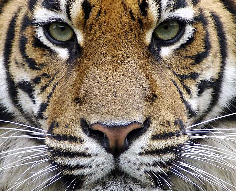 Stopp Wilderei weltweit / Sumatra Tiger © C. Hütter / Arco Images