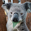 Vor den Bränden geretteter Koala in Queensland, Australien © Doug Gimesy / naturepl.com