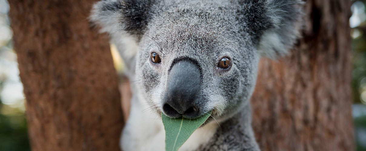 Vor den Bränden geretteter Koala in Queensland, Australien © Doug Gimesy / naturepl.com