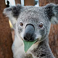 Vor den Bränden geretteter Koala in Queensland, Australien © Doug Gimesy / naturepl.com