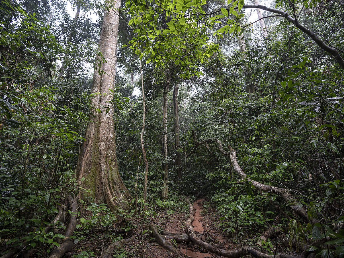 Kongo Regenwald Dzanga Sangha Zentralafrikanische Republik WW2144430 c Andy Isaacson WWF US Immergrüner Regenwald in Dzanga-Sangha, Zentralafrikanische Republik. © Andy Isaacson / WWF-US