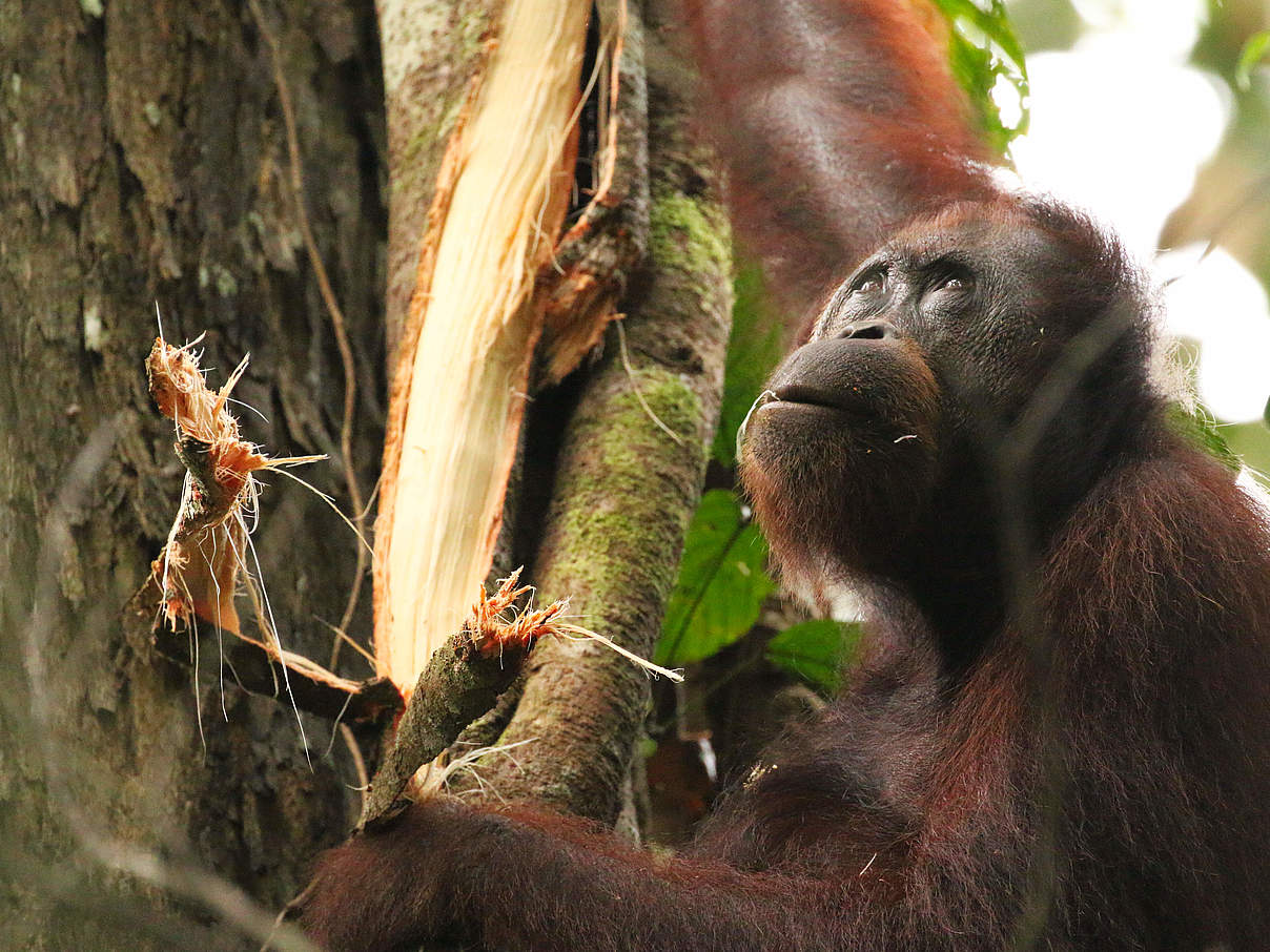 Orang Utan in Sabah, Borneo, Malaysia © Kelley-Ashford / WWF US