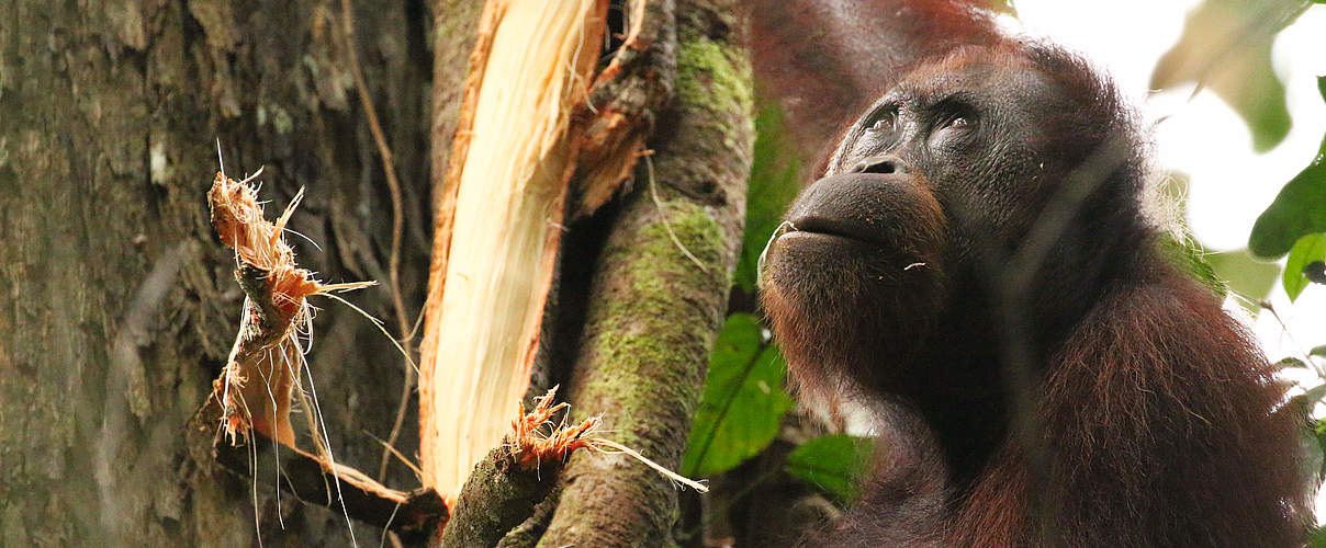 Orang Utan in Sabah, Borneo, Malaysia © Kelley-Ashford / WWF US