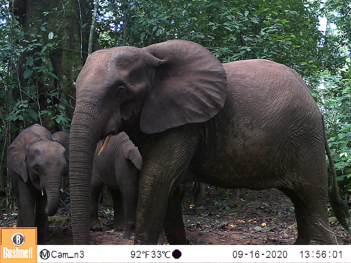 Waldelefant in der Kamerafalle im Ntokou Pikounda National Park © WWF