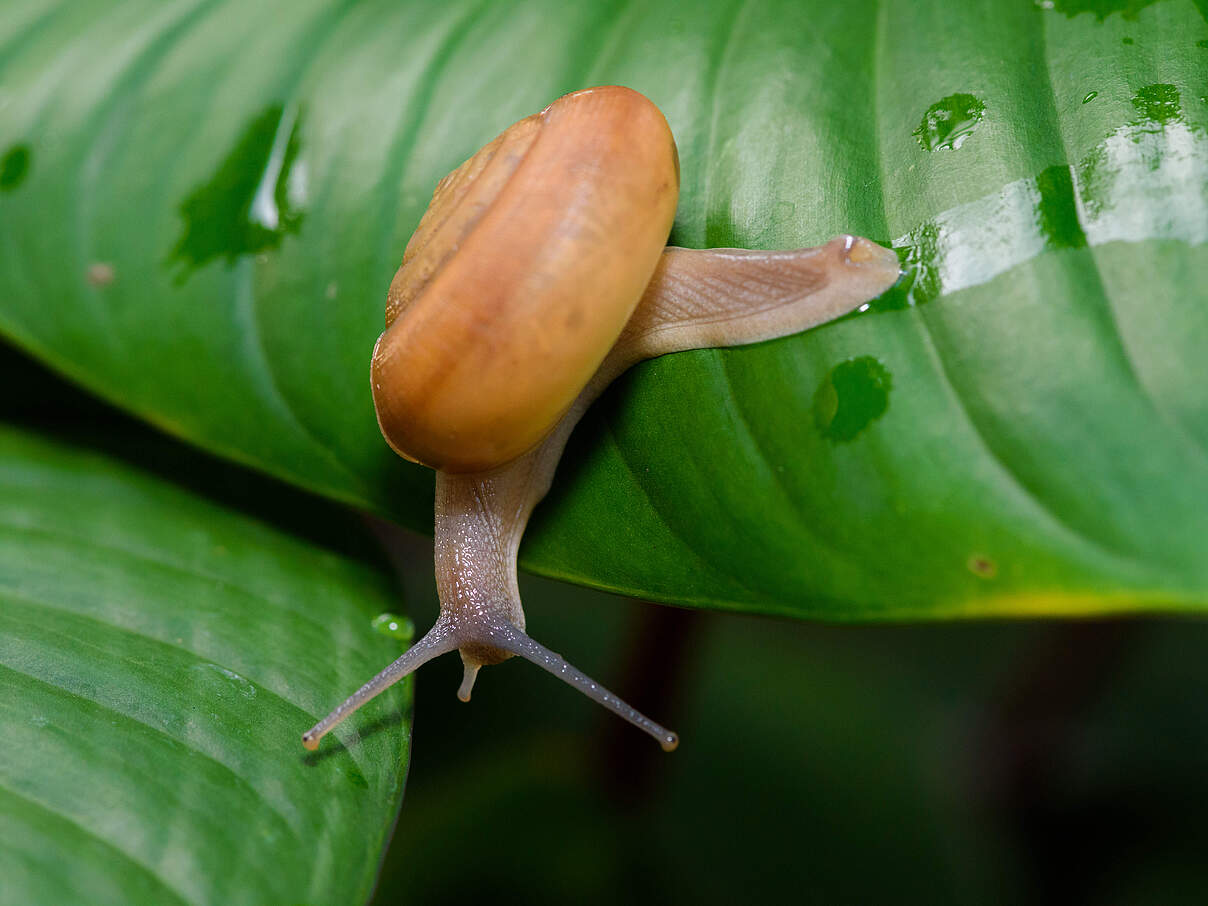 Eine Gehäuseschnecke gleitet über ein Blatt