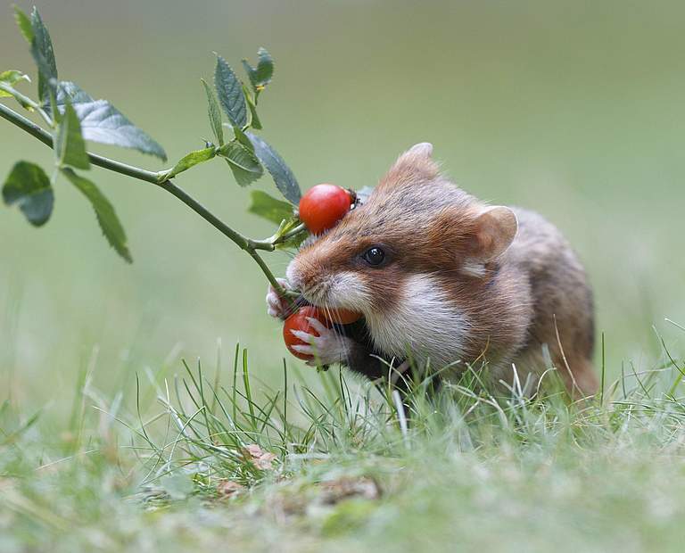 Hamster © Images