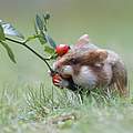 Hamster © Images