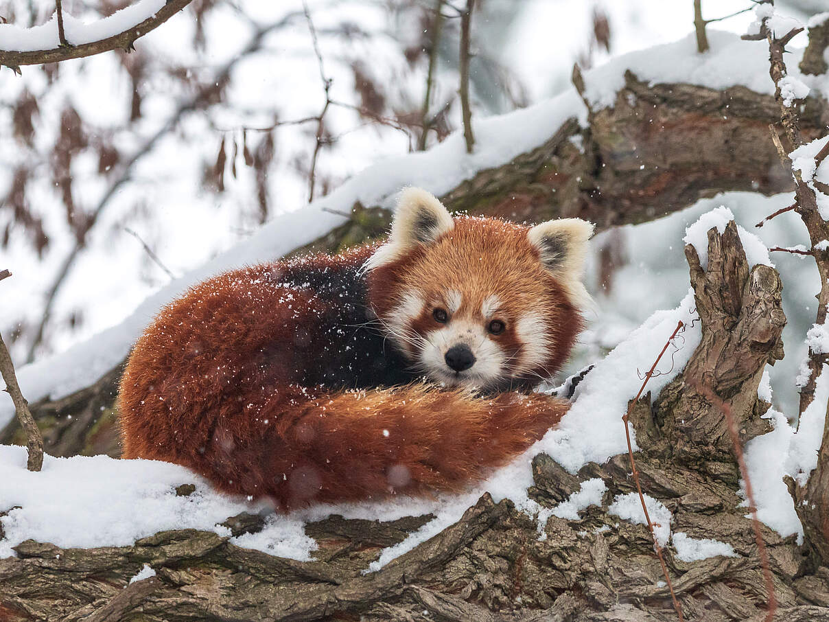 Roter Panda im Schnee