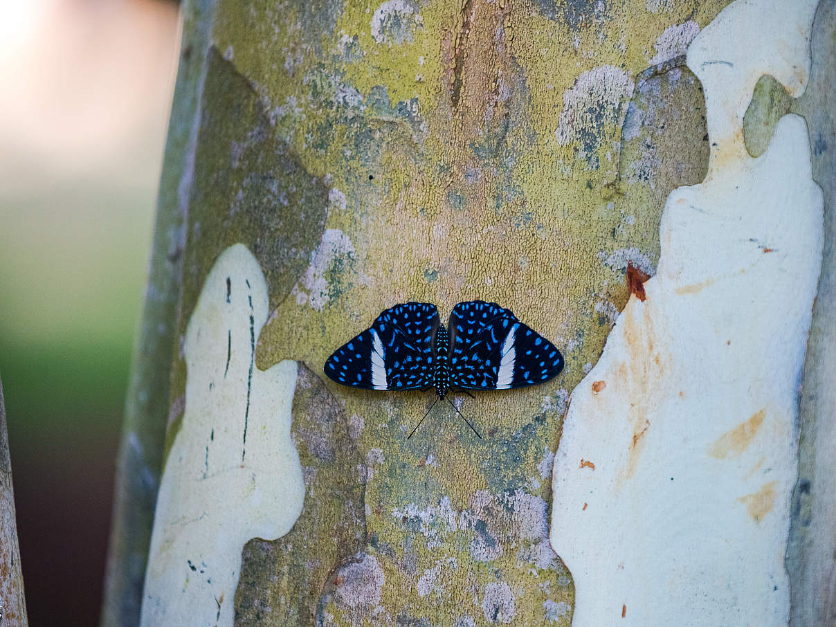 Schmetterling aus Cerrado Biome © Frederico Viana / WWF Schmetterling aus Cerrado Biome © Frederico Viana / WWF
