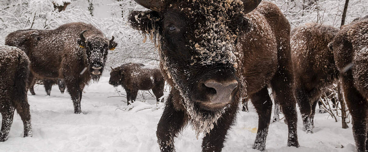 Wisente in Aserbaidschan © Emil Khalilov / WWF